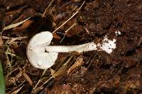 Amanita arocheae image