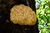 Hericium coralloides image