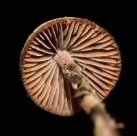 Psilocybe mexicana image