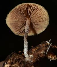 Psilocybe caerulipes image