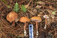 Austroboletus gracilis image