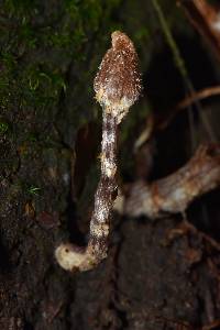 Cortinarius acutus image