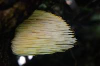 Hericium erinaceus image