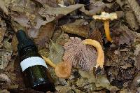 Craterellus tubaeformis image