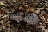 Amanita pantherina image