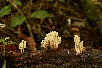 Artomyces pyxidatus image