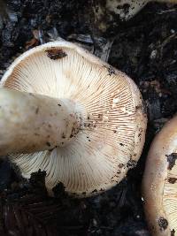 Lactarius argillaceifolius var. megacarpus image