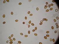 Psilocybe hoogshagenii image