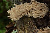 Artomyces pyxidatus image