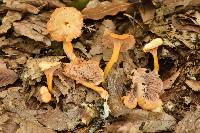 Craterellus tubaeformis image