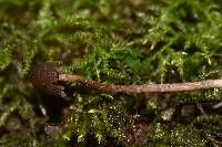 Psilocybe neoxalapensis image