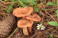 Lactarius vinaceorufescens image