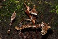 Cortinarius acutus image