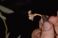 Craterellus tubaeformis image