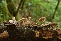 Psilocybe caerulipes image