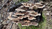 Trametes versicolor image