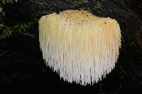 Hericium erinaceus image