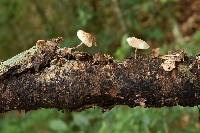 Psilocybe caerulipes image