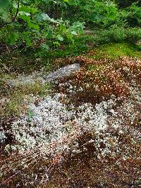 Cladonia rangiferina image