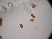 Psilocybe hoogshagenii image