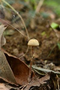 Psilocybe mexicana image