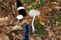 Amanita bisporigera image