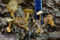 Craterellus tubaeformis image