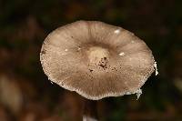 Amanita arocheae image