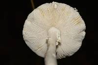 Amanita arocheae image