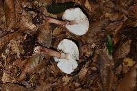 Amanita rubescens image