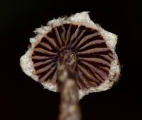 Cortinarius acutus image