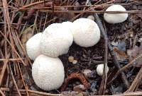 Lycoperdon perlatum image