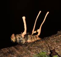 Image of Ophiocordyceps dipterigena