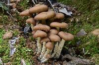 Psilocybe zapotecorum image