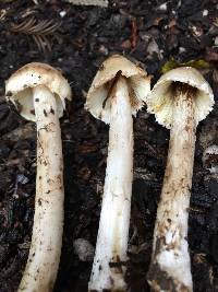 Inocybe sororia image