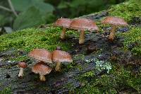 Lentinula boryana image