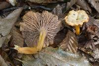 Craterellus tubaeformis image