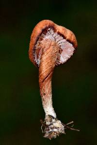 Laccaria laccata image