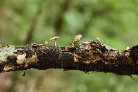 Psilocybe caerulipes image