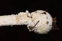 Amanita xylinivolva image