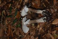 Amanita pantherina image