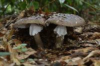 Amanita pantherina image