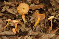 Craterellus tubaeformis image