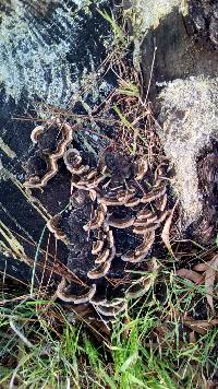 Trametes versicolor image