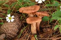 Lactarius vinaceorufescens image