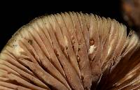 Psilocybe caerulipes image