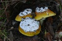 Amanita calyptroderma image