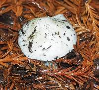 Amanita phalloides image