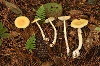 Amanita xylinivolva image