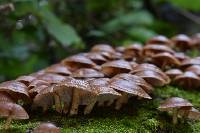 Lentinula boryana image